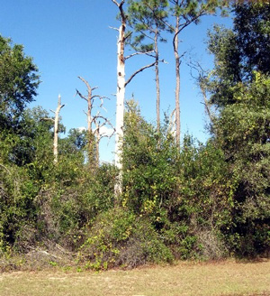 trees damaged by the 2004 hurricanes