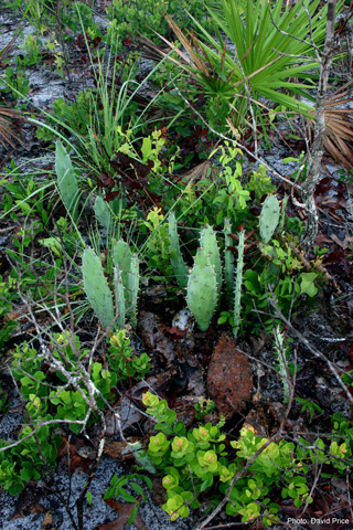 plant community